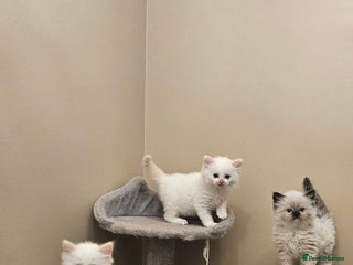 Ragdoll cats Pure Ragdoll Kittens - Advert 1