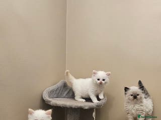 Ragdoll cats Pure Ragdoll Kittens - Advert 9