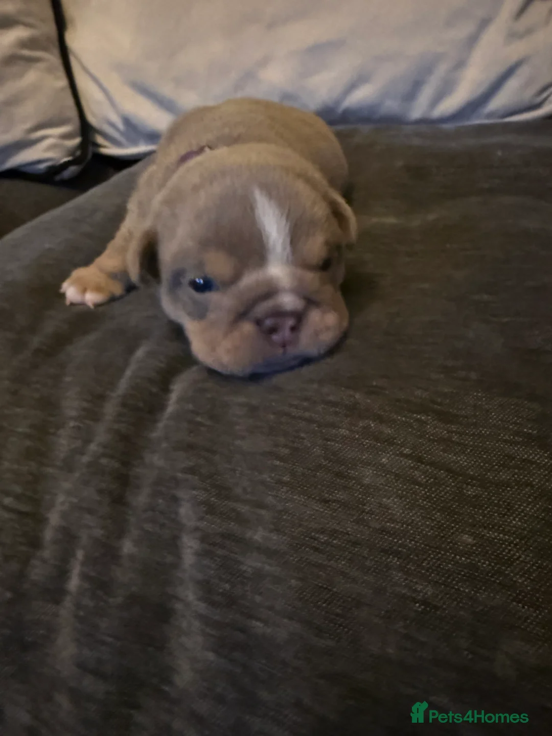 English Bulldog dogs for stud: Vincent aka vinny  - Advert 14