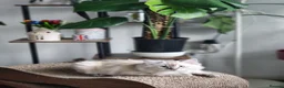 Ragdoll cats for sale: Stunning, Clever & Vocal Male Ragdoll Lynx Kitten - Advert 16