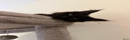 Maine Coon cats for sale: Black Smoke Maine Coon Female Kitten – Ready Now - Advert 4