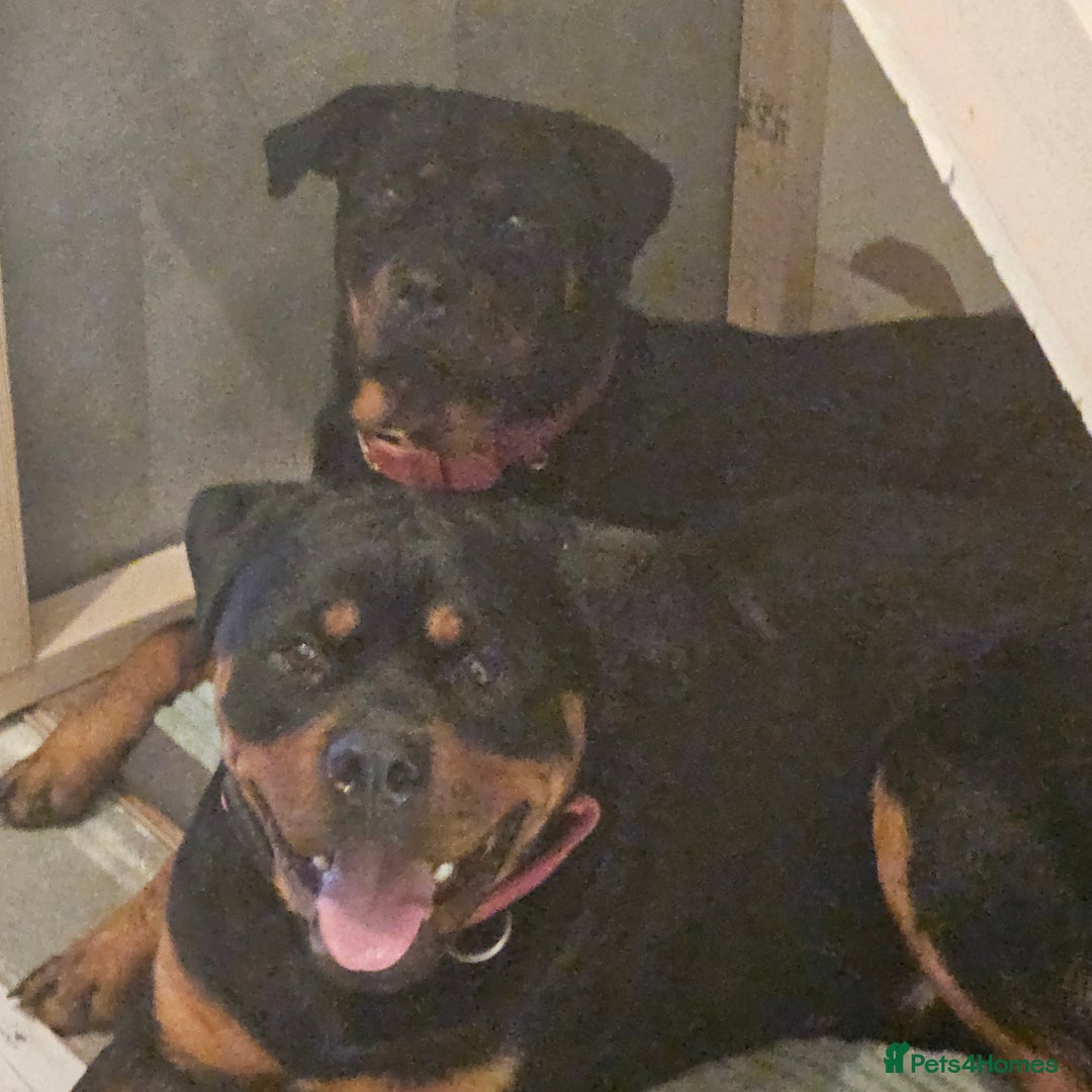 Rottweiler dogs for sale: Puppy rottweiler  - Advert 2
