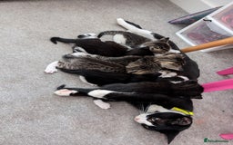 Domestic Shorthair cats for sale: Kittens for sale - Image 5
