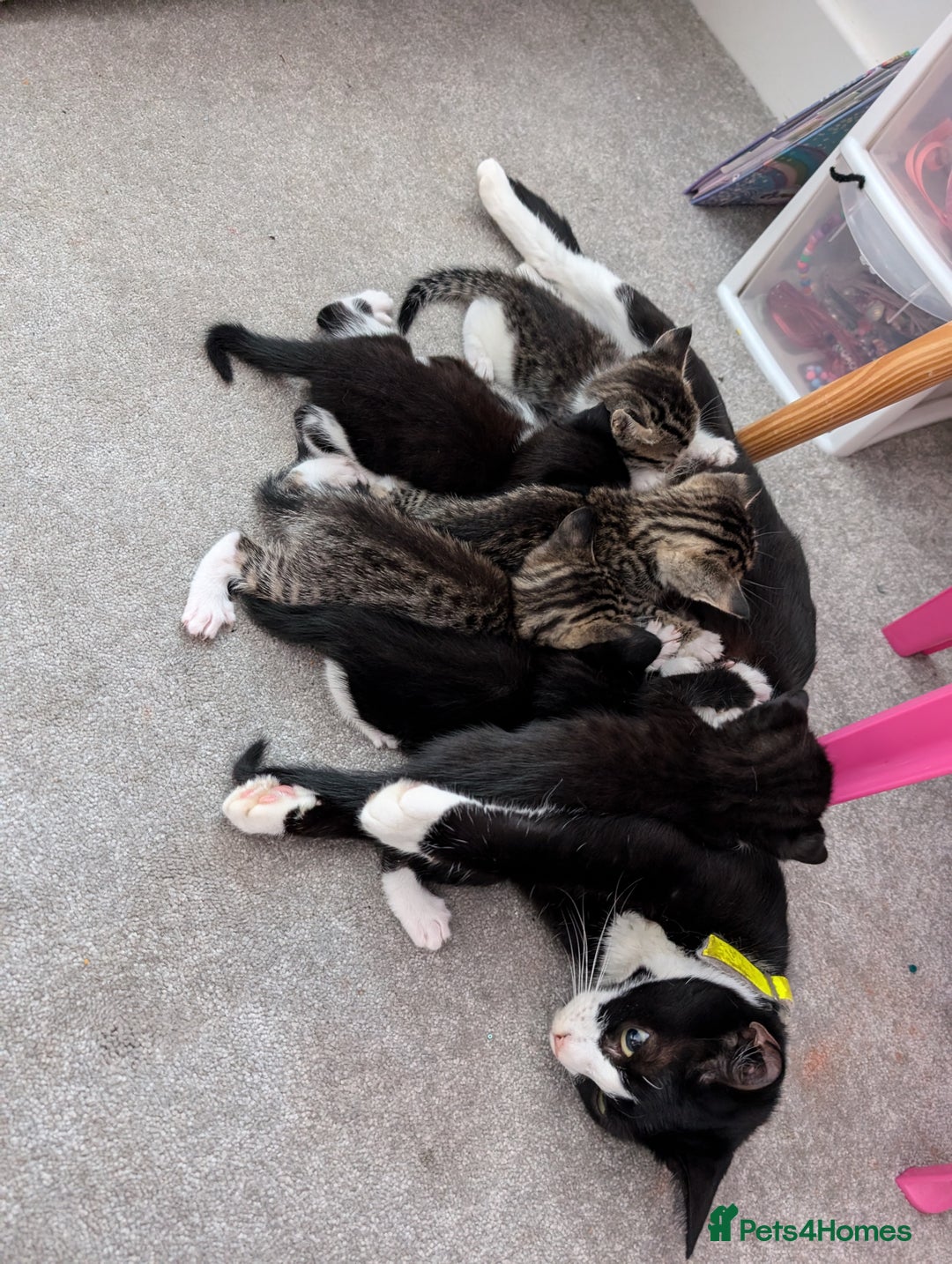 Domestic Shorthair cats for sale: Kittens for sale - Image 5
