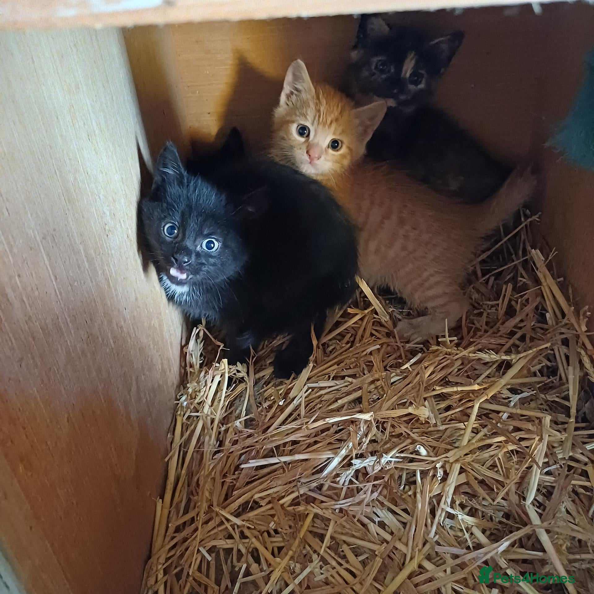 Domestic Shorthair cats Beautiful Kittens for sale - Advert 10