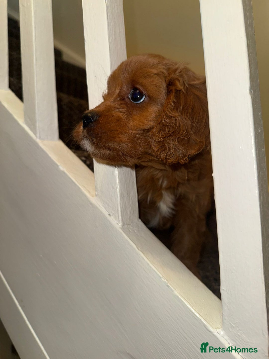 Cavapoo dogs for sale: Cavapoo Puppies - Advert 1