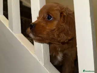 Cavapoo dogs Cavapoo Puppies - Advert 7