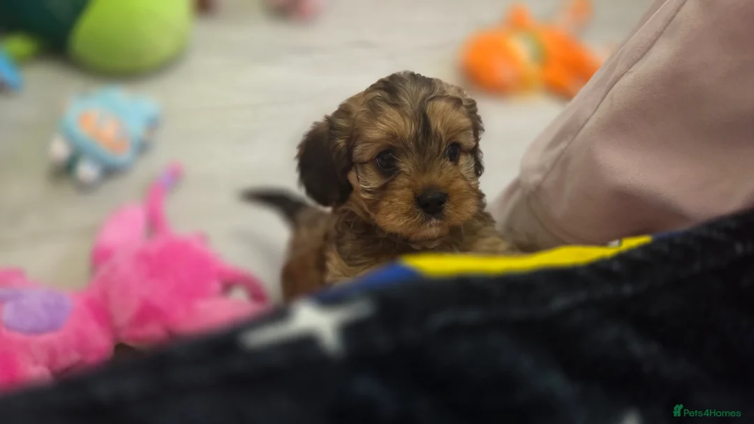 Cavapoo dogs for sale: Beautiful Cavapoo Puppies – Ready from 7th March - Advert 9