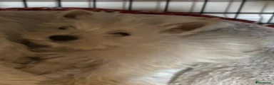 West Highland Terrier 2