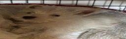 West Highland Terrier dogs for sale: 3 stunning west highland terrier puppies for sale - Advert 6