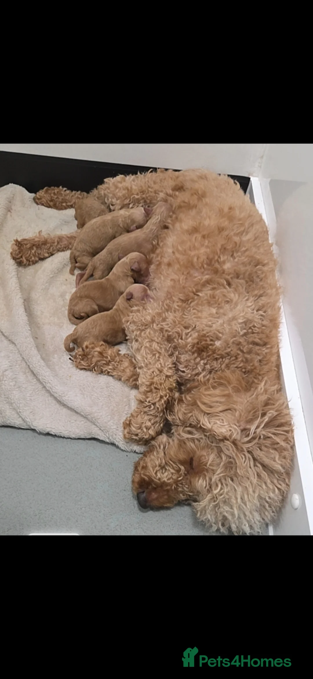 Cockapoo dogs for sale: F1BB COCKAPOOS - Advert 15