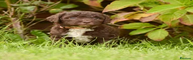 Spanish Water Dog 4