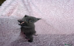 British Shorthair cats for sale: **5 Chunky pure breed BSH Kittens for sale** - Image 13