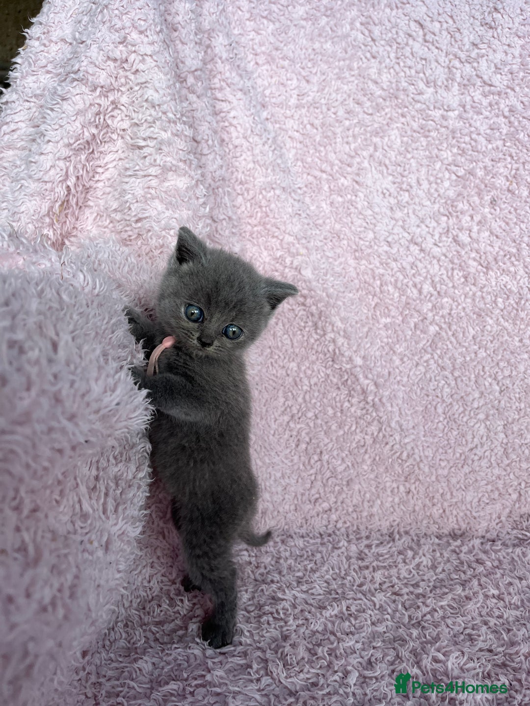 British Shorthair cats for sale: **5 Chunky pure breed BSH Kittens for sale** - Image 13