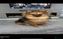 Pomeranian dogs for sale: Pomeranian  - Image 15