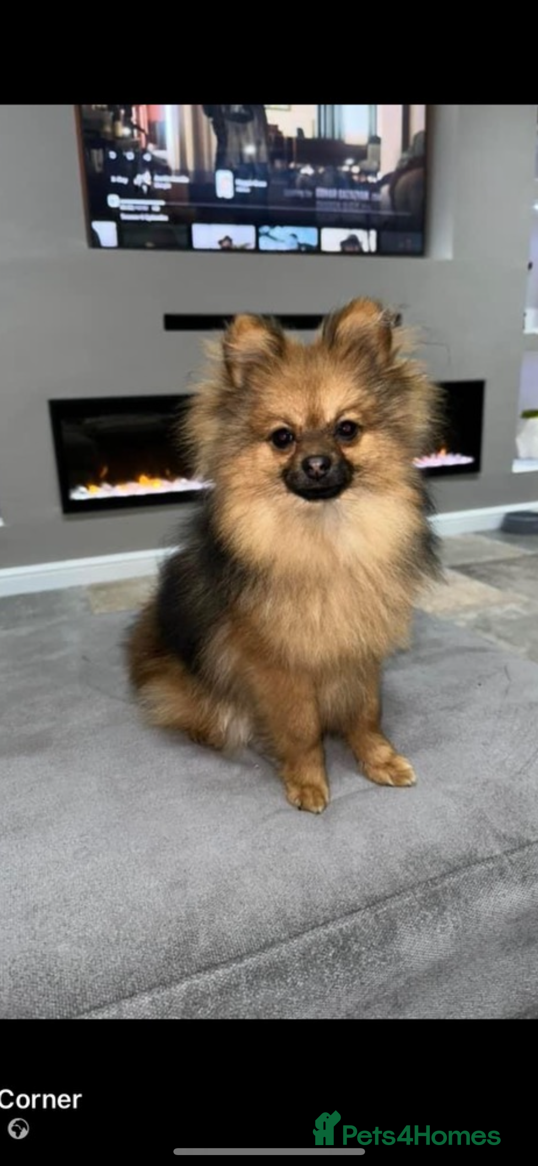 Pomeranian dogs for sale: Pomeranian  - Image 15