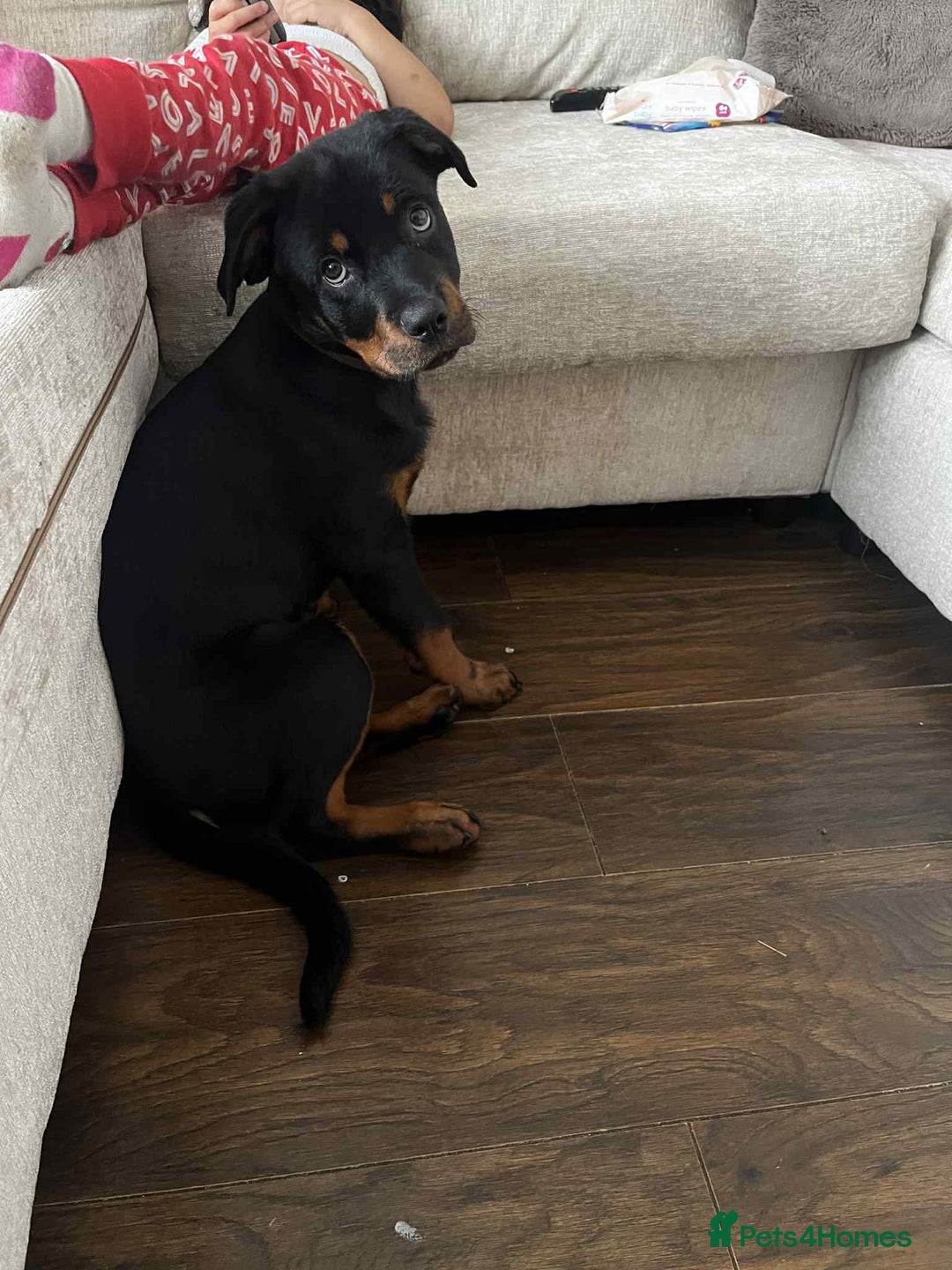 Rottweiler dogs for sale: Rotwailer Girl - Image 4
