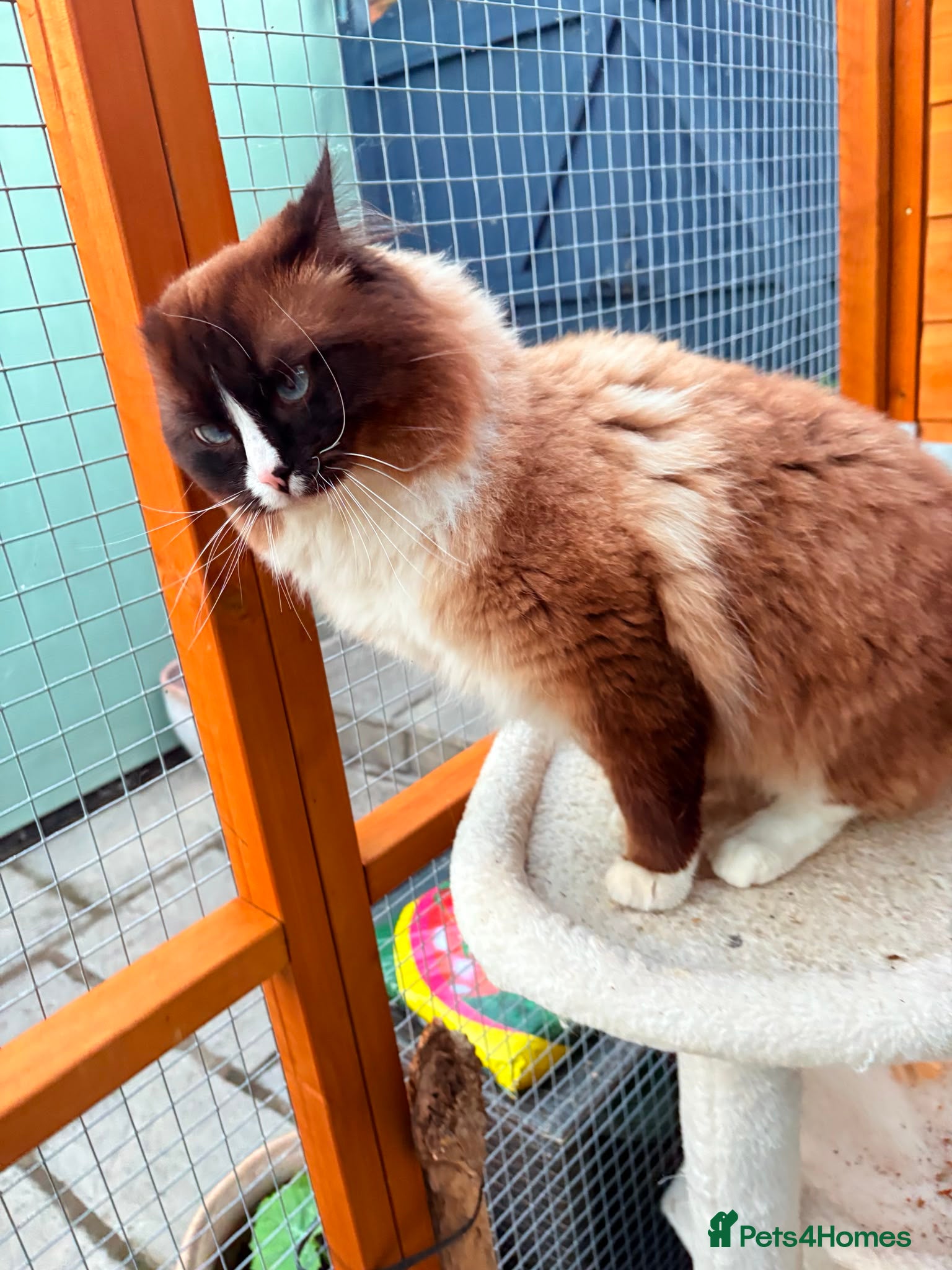 Ragdoll cats for sale: Stunning Ragdoll Kittens - 2.5 weeks old. - Advert 9