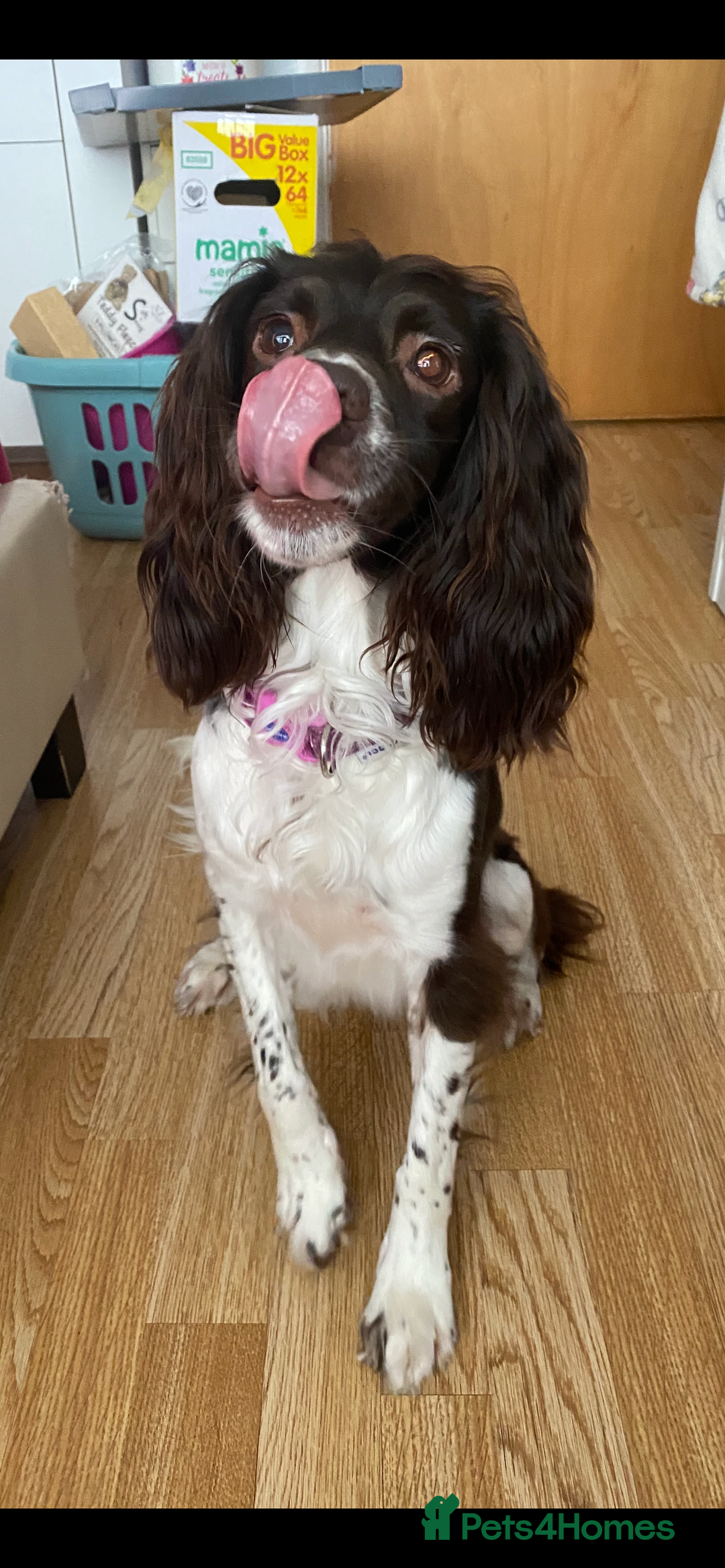 Springador dogs for sale: For sale 6yr old male springador  - Advert 4