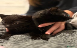 Mixed Breed cats for sale: Two black kittens ready to go now  - Image 6