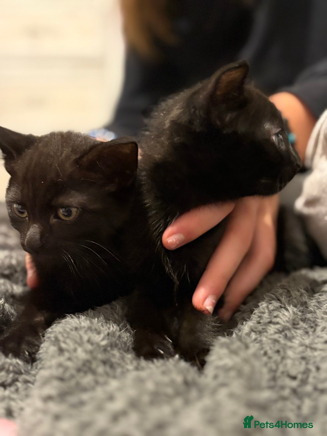 Mixed Breed cats for sale: Two black kittens ready to go now  - Image 6
