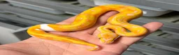 Python Snake reptiles for sale: Various royal pythons from £25 upwards  - Advert 12
