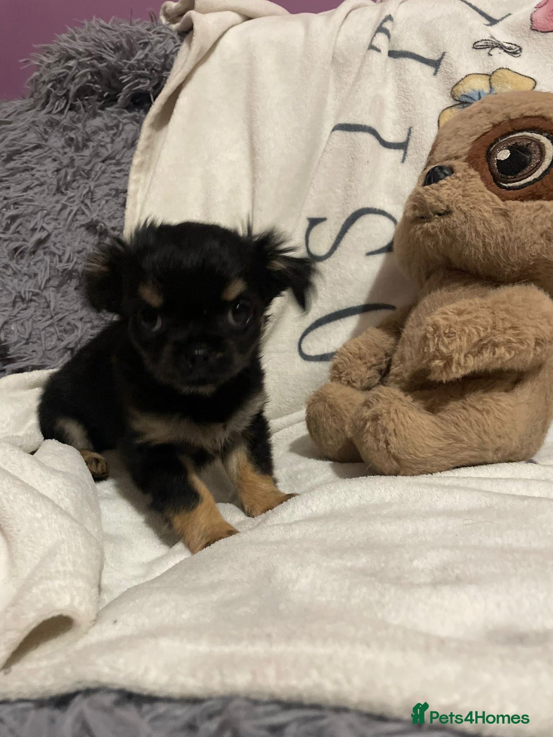 Chihuahua dogs for sale: Beautiful tiny little chihuahua girls - Advert 9