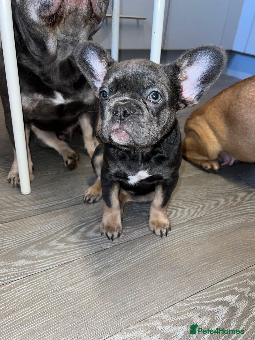 French Bulldog dogs for sale: Adorable Purebred Female French Bulldogs Ready! - Advert 8