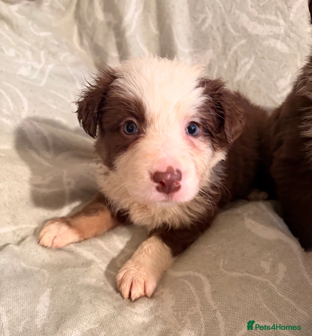 Border Collie dogs for sale: HEALTH TESTED CLEAR PARENTS BORDER COLLIE PUPS - Advert 40