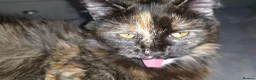 Munchkin cats for sale: Loving munchkin for sale - Advert 3