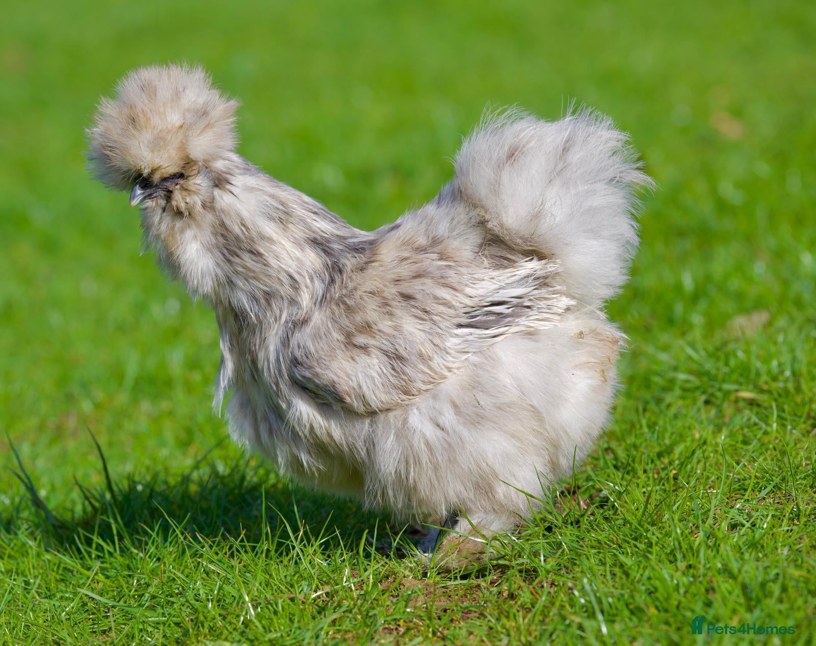 Chickens poultry Hatching eggs for Sale  - Advert 2