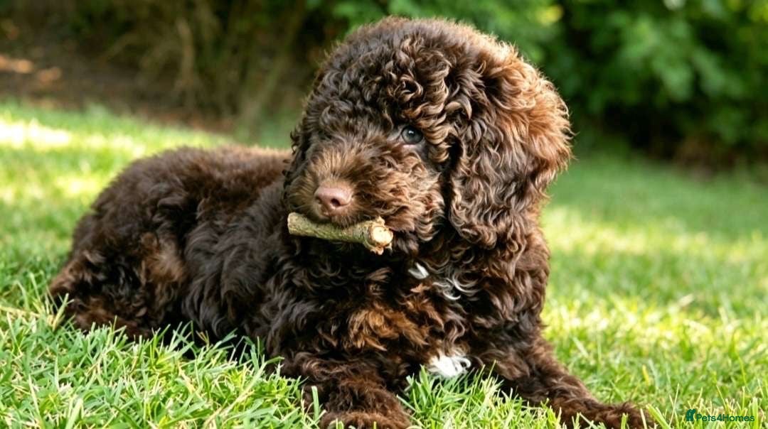 Mixed Breed dogs ADORABLE F1BB GOLDENDOODLE PUPPIES - Advert 1