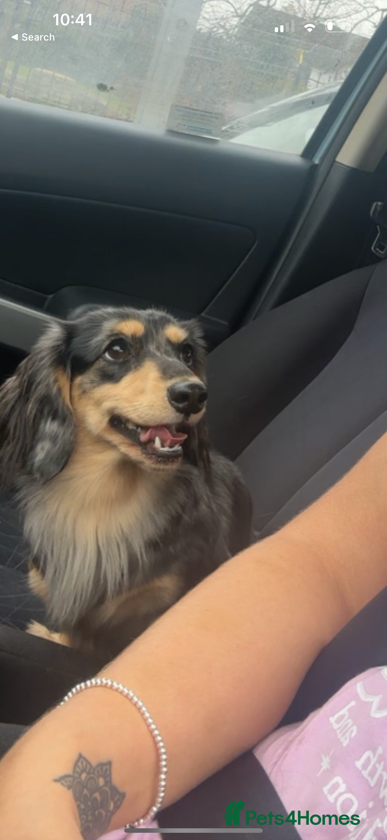 Miniature Dachshund dogs Longhairded dapple mini dachshunds  - Advert 3