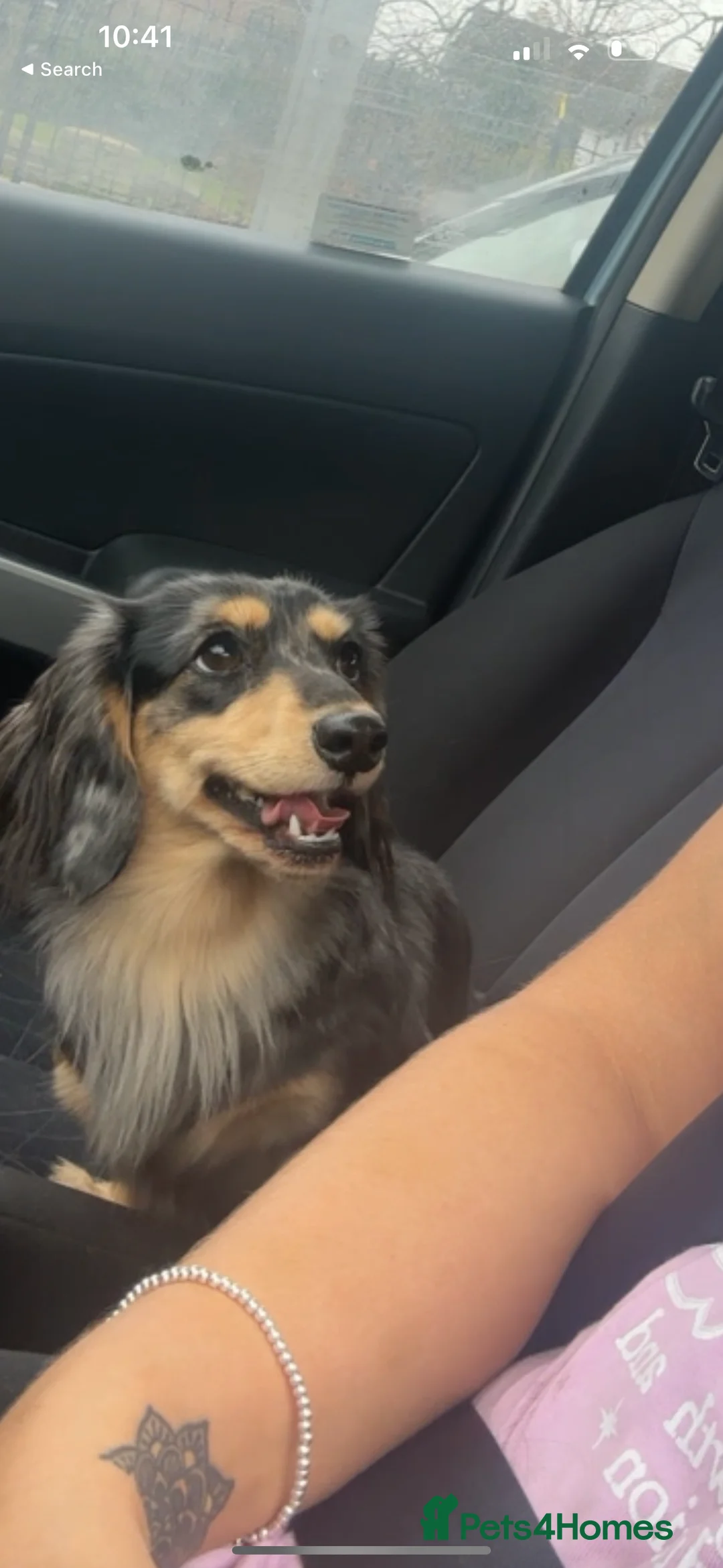 Miniature Dachshund dogs for sale: Longhairded dapple mini dachshunds  - Advert 1