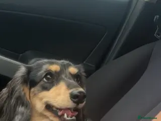 Miniature Dachshund dogs Longhairded dapple mini dachshunds - Advert 3