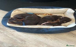 Miniature Dachshund dogs for sale: 💛 Loving Dapple Miniature Dachshund Pair 💛 - Image 15