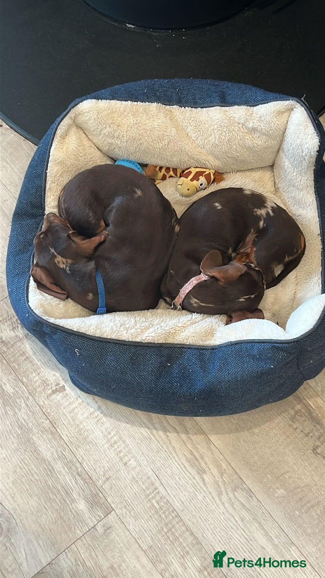 Miniature Dachshund dogs for sale: 💛 Loving Dapple Miniature Dachshund Pair 💛 - Image 15