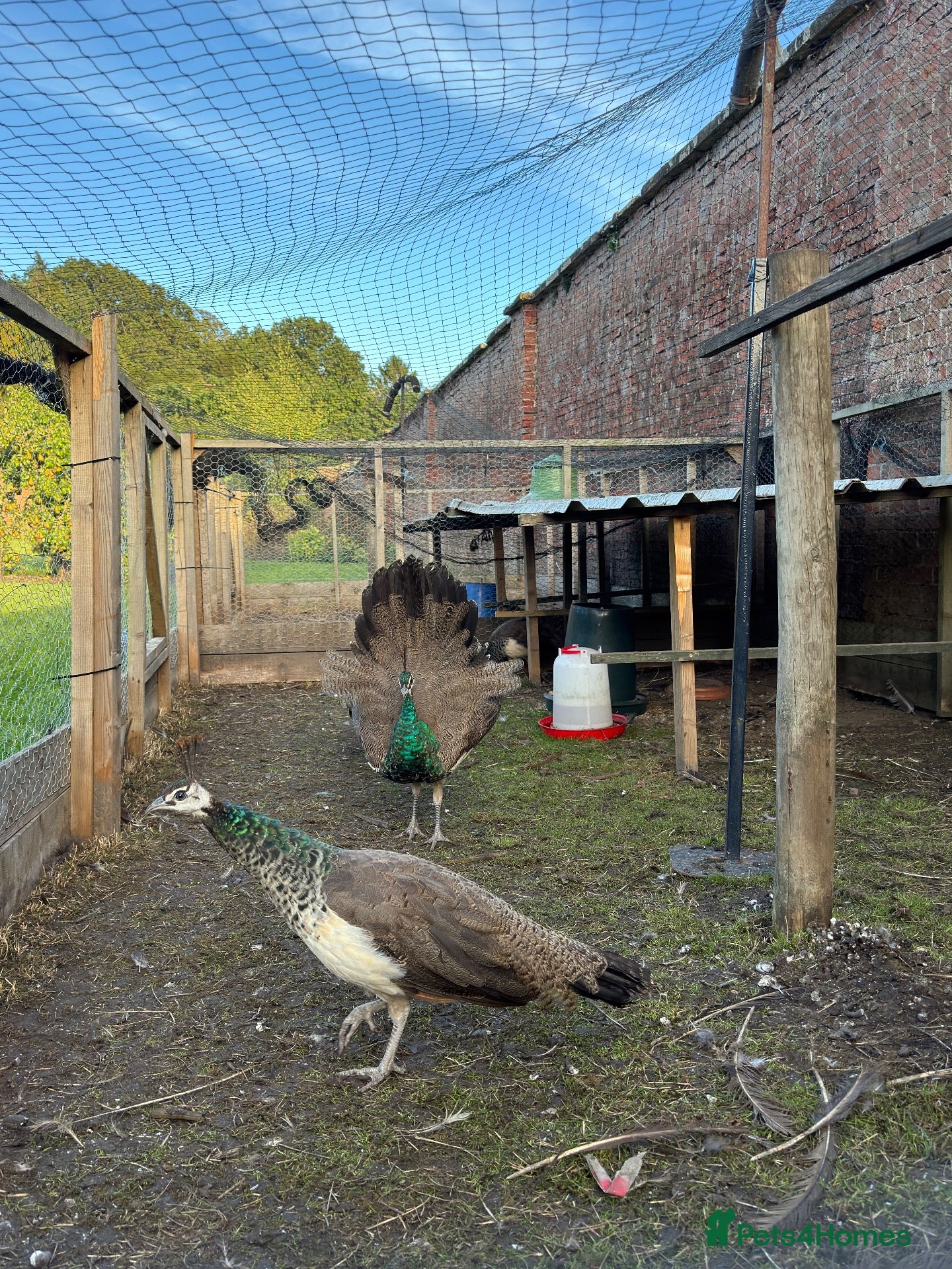 Peafowl poultry Indian Blue peacock and peahens - Advert 2