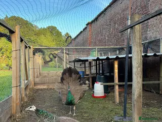 Peafowl poultry Indian Blue peacock and peahens - Advert 2