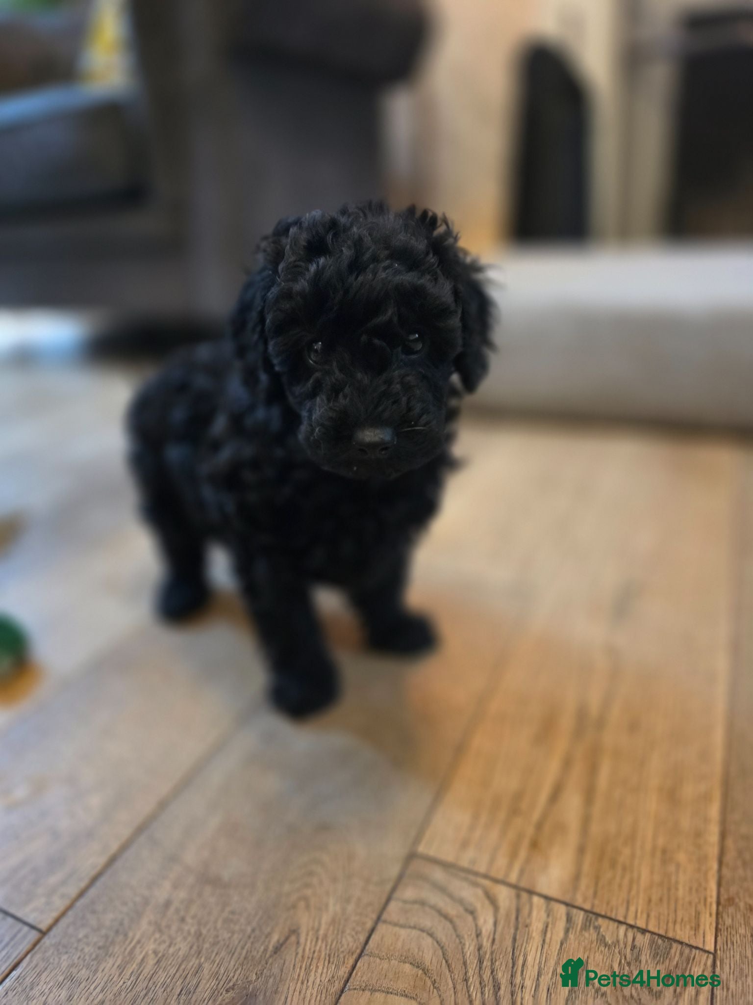 Cavapoo dogs F1bb cavapoo puppy ready 10th June - Advert 2