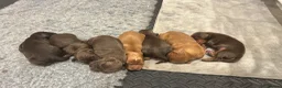 Cocker Spaniel dogs for sale: EXCEPTIONAL WORKING COCKER SPANIEL PUPPIES - Advert 19