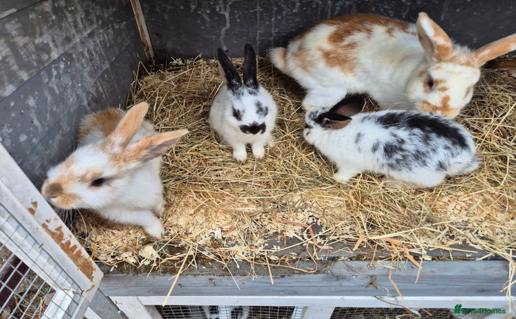English rabbits - Advert 1