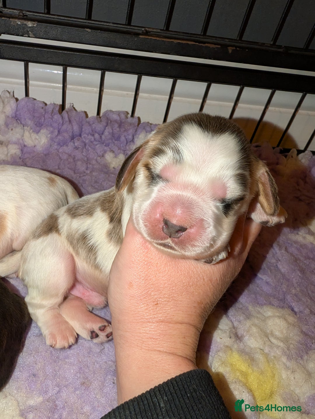 Cocker Spaniel dogs for sale: CHAMPION BLOODLINE SHOW COCKER BOY PUPPIES  - Advert 10