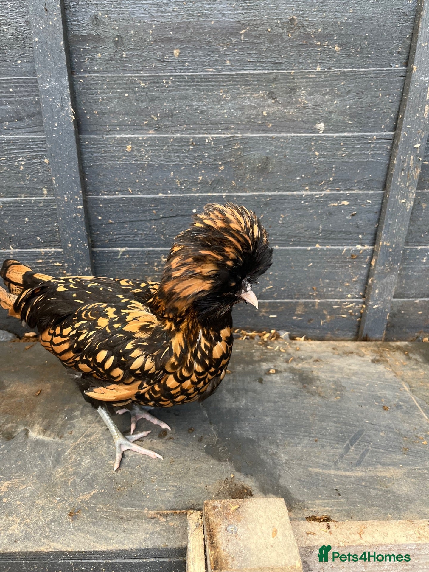 Chickens poultry Polish Pullets 16 weeks  - Advert 2