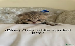 Scottish Fold cats for sale: Scottish fold/ Scottish striaght BSH kittens  - Image 29