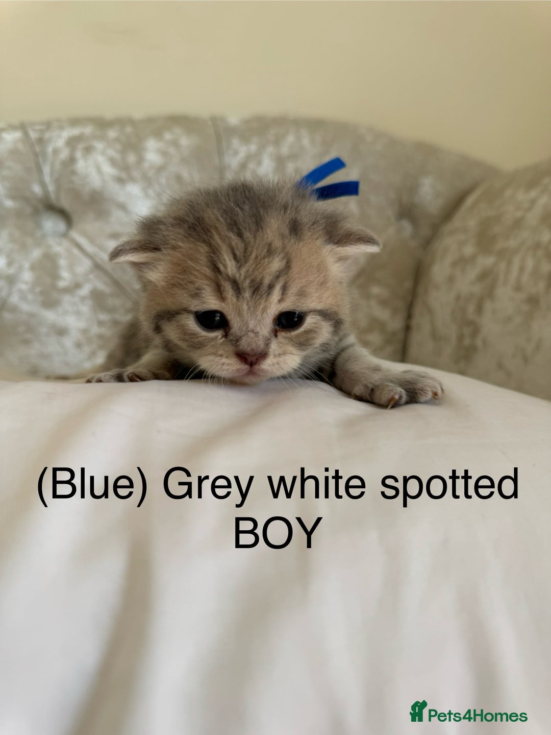 Scottish Fold cats for sale: Scottish fold/ Scottish striaght BSH kittens  - Image 29