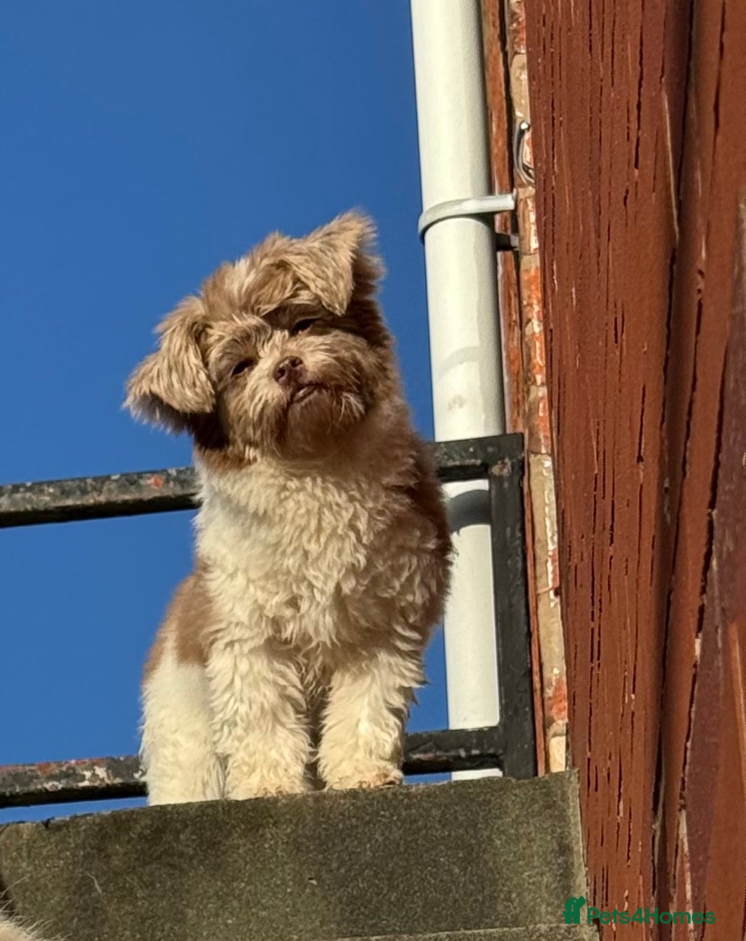 Shihpoo dogs for sale: Very cute Shihpoo - Advert 2