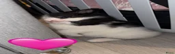 Mixed Breed cats for sale: Looking for their forever home - Advert 5