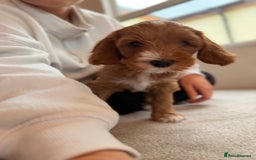 Australian Labradoodle dogs for sale: 🐶READY FOR NEW 🏡 Pure Australian Labradoodle  - Image 8