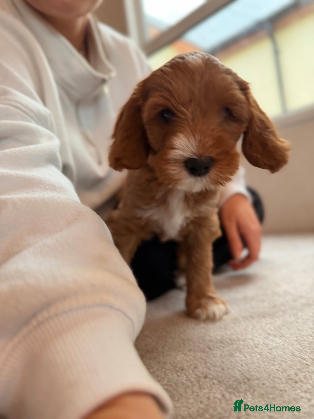 Australian Labradoodle dogs for sale: 🐶READY FOR NEW 🏡 Pure Australian Labradoodle  - Image 8